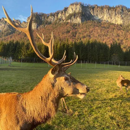 Berghof Haselsberger Apartment Sankt Johann in Tirol