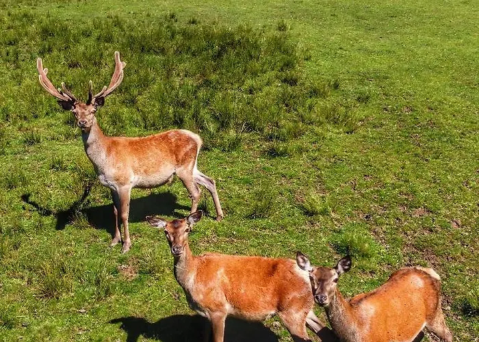 Berghof Haselsberger Sankt Johann in Tirol