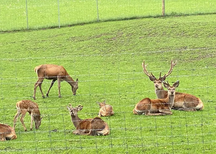 Berghof Haselsberger Apartamento