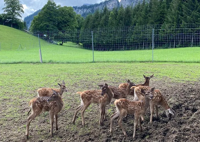 Berghof Haselsberger * Sankt Johann in Tirol