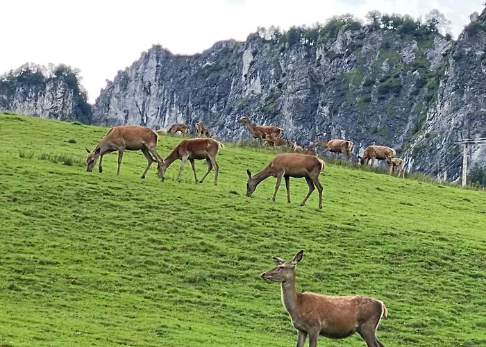Berghof Haselsberger * Sankt Johann in Tirol