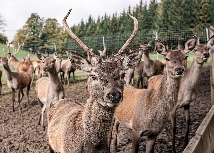 Berghof Haselsberger *