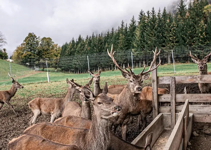Berghof Haselsberger *