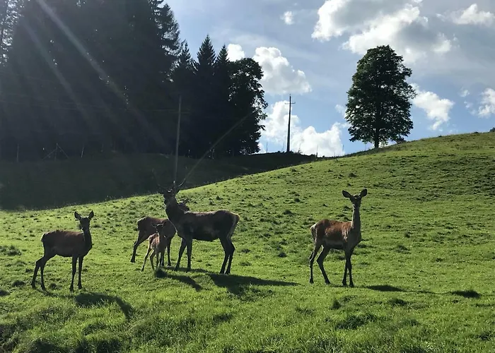 Berghof Haselsberger Apartamento Sankt Johann in Tirol