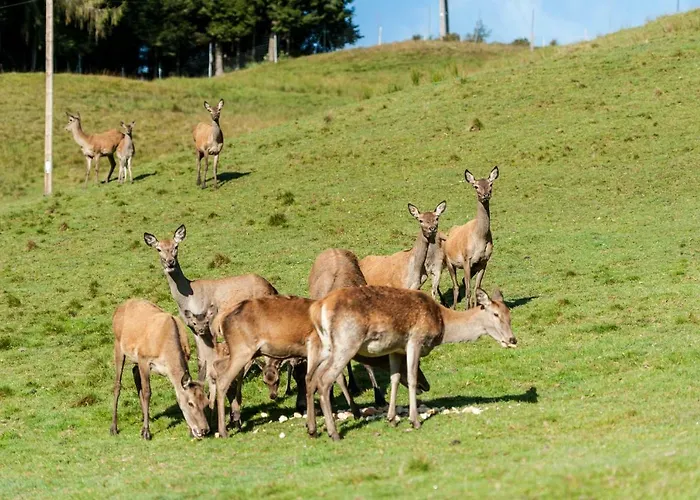 Berghof Haselsberger Apartamento *