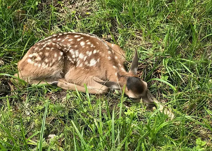 Berghof Haselsberger Sankt Johann in Tirol