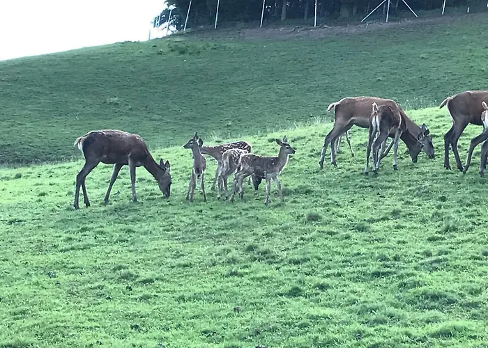 Apartamento Berghof Haselsberger