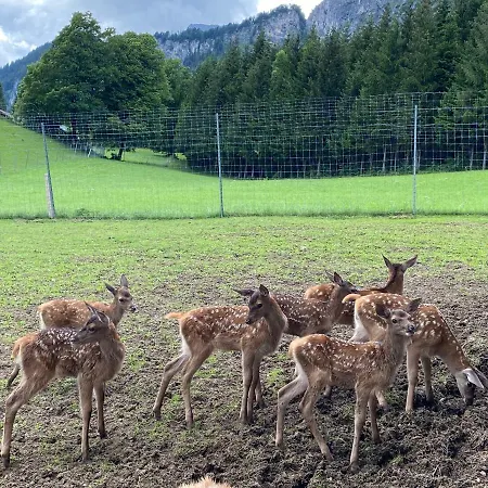 Berghof Haselsberger * St. Johann in Tirol