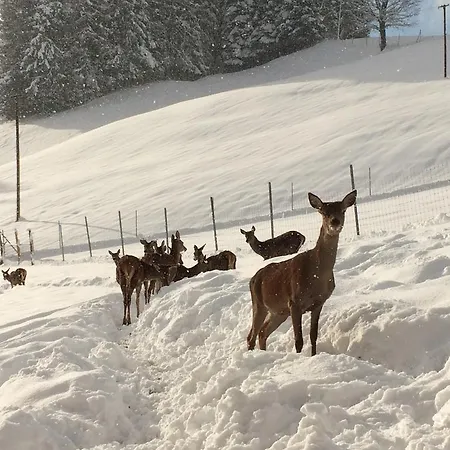 Appartement Berghof Haselsberger St. Johann in Tirol