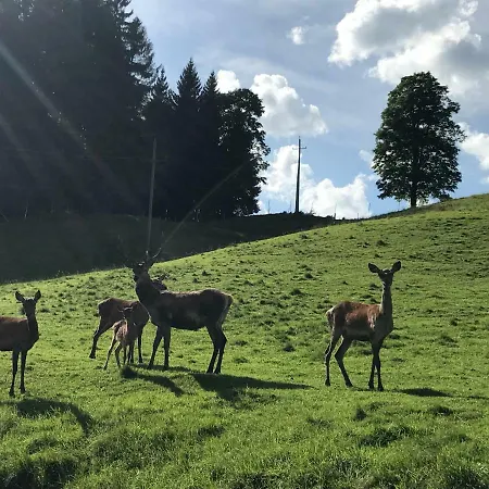 Berghof Haselsberger Appartement Sankt Johann in Tirol